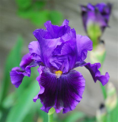 C7175a_Small.jpg