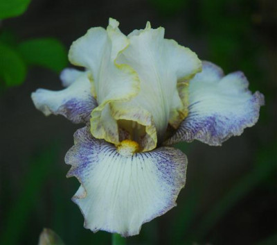 C7179a_Small.jpg