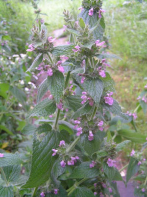 Phlomis_sp2.jpg
