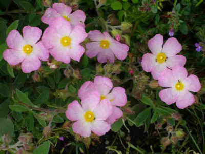 cistus-Grayswood_Pink.2013-2a.jpg