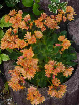 Lewisia.13-1a.jpg