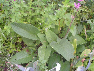 Phlomis_sp1.jpg