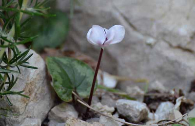 Cyclamen_coum_ssp._coum_f._albissimum_13-06-01.jpg