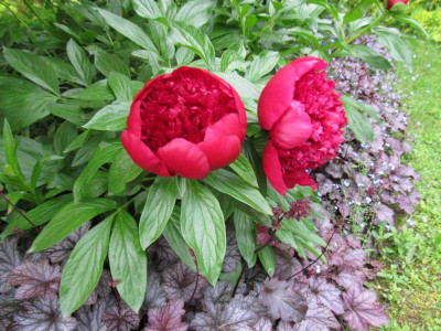 GP_Paeonia_Red_Charm_2013-05-26.jpg