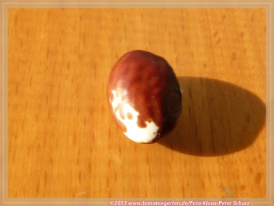SB_Braunbarin02.jpg