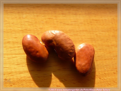SB_Garrafal_de_Alpujarras02.jpg