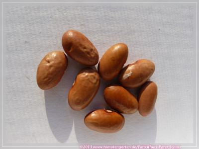 SB_Garrafal_de_Alpujarras2.jpg