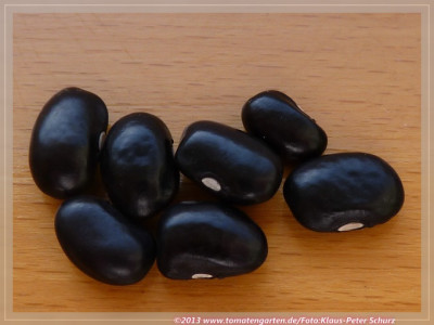 Tarahumara_Black_and_Blue3.jpg
