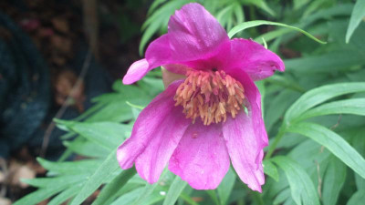 2013-06-01-1639Paeonia_veitchii.jpg