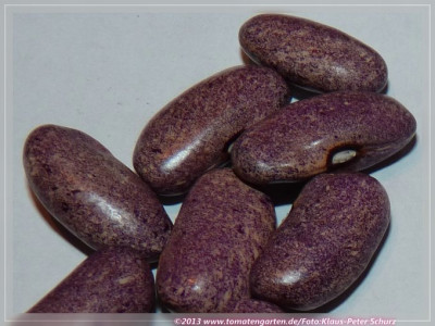 Purple_Stardust_BB2.jpg