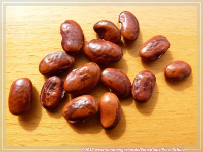 SB_Cornfield_Bean02.jpg