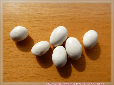 SB_Stockbohne_Margret02.jpg