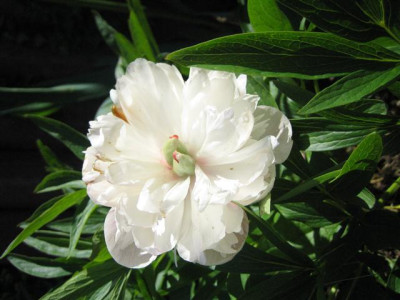 rosea_plena_mai13_Klein.JPG