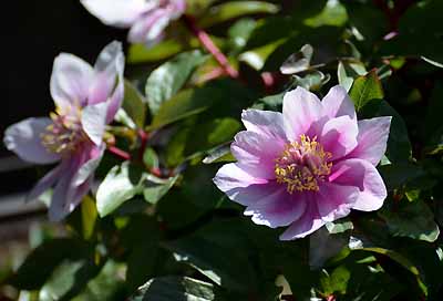 Paeonia_corsica_13-05.jpg