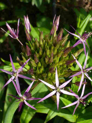 Allium_christophii.13-1.jpg