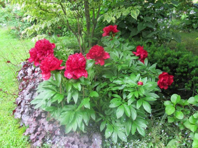 GP_Paeonia_Red_Charm_2013-06-02.jpg