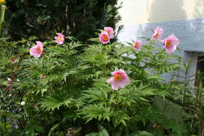 Paeonia_veitchii_var_woodwardiiK.jpg