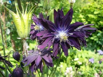 Aquilegianeu.jpg