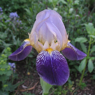 Iris_barb_Nr_1.jpg