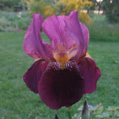 Iris_barb_Nr_2.jpg