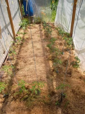 Tomaten2013gepflanzt.jpg