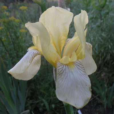 Iris_barb_Nr_3.jpg