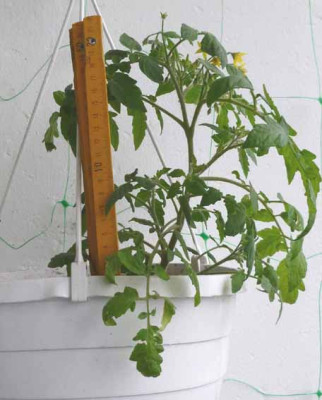 Gartenperle1.jpg
