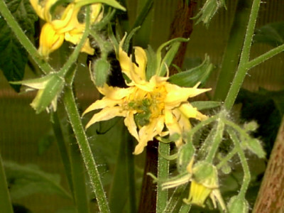 Garten26.06.05_009.jpg