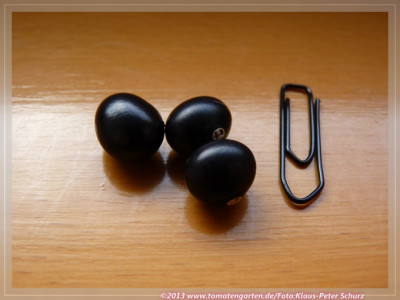 Schwarze_Russische_Speck_SB2.jpg