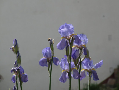 Iris_palida.jpg