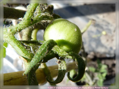 2013Uragan_Green_Fruit01.jpg