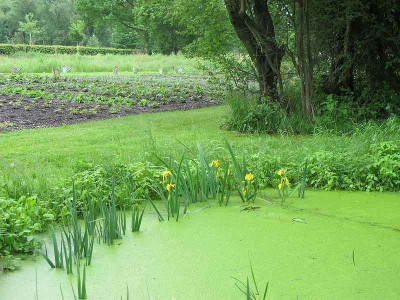 Regenwasserbecken_3.6.13_ue.jpg