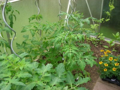 Tomatenhaus_Bild2.JPG