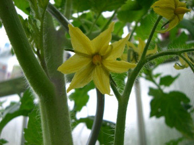 Tomatenblute2.jpg