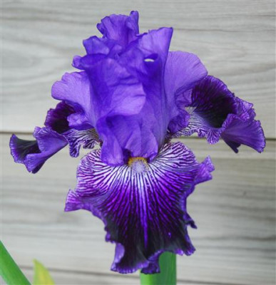 C7224a_Small.jpg