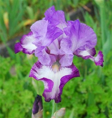 C7222a_Small.jpg