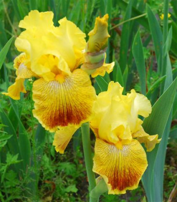 C7230a_Small.jpg