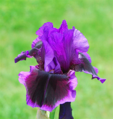 C7231a_Medium.jpg