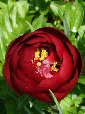 Paeonia-Buckeye-Belle.13-2.jpg
