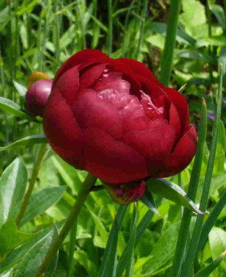 Paeonia-Buckeye-Belle.13-1.jpg