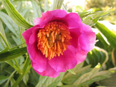 Paeonia_veitchii_var_woodwardii_2013_pur.jpg