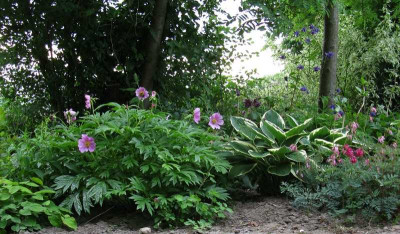 Paeonia_veitchii_var_woodwardii_2010_pur.jpg