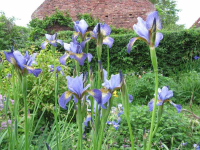 Die_blauen_Samlinge_130603.jpg