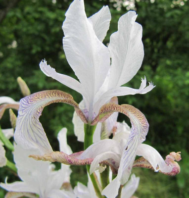 Iris_sibirica_wei_130603.jpg