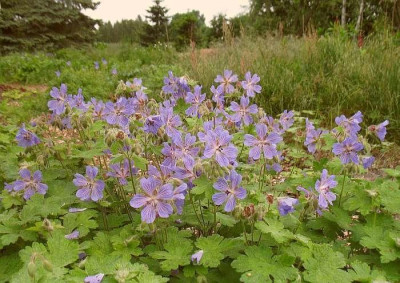 IMG_7992_Geranium_Samling.jpg