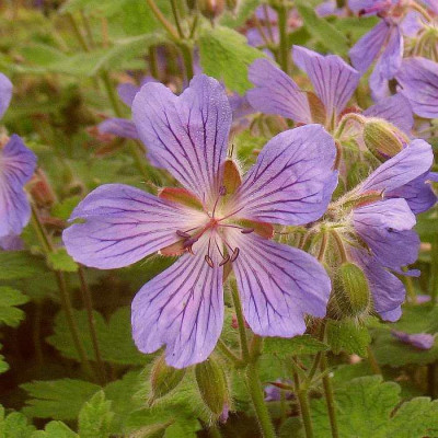 IMG_7992_Geranium_Samling_nah.jpg