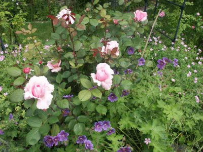 Broth._CadfGeranium.jpg
