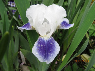 IMG_2265_small.jpg