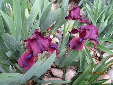 IMG_2226_small.jpg