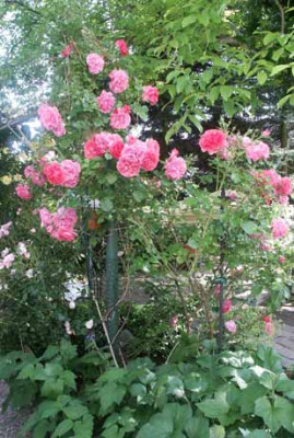 RoseHerbstanemone.jpg